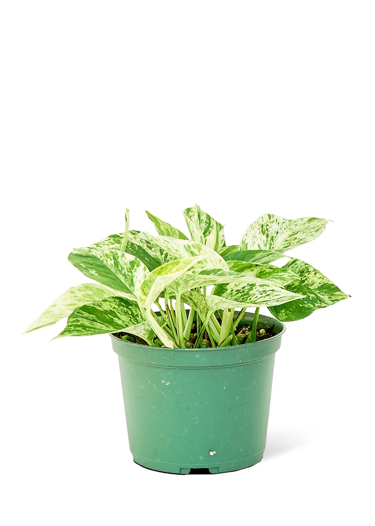 Pothos 'Marble Queen', moyen