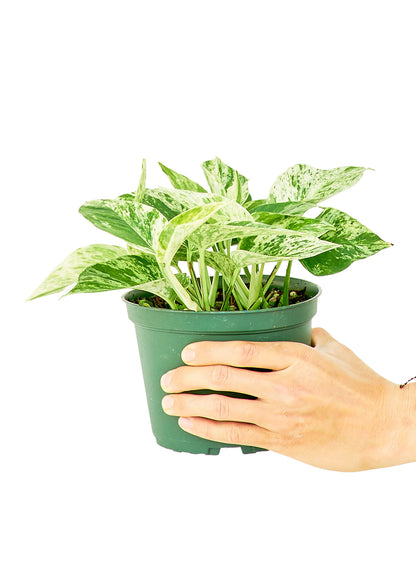 Pothos 'Marble Queen', moyen