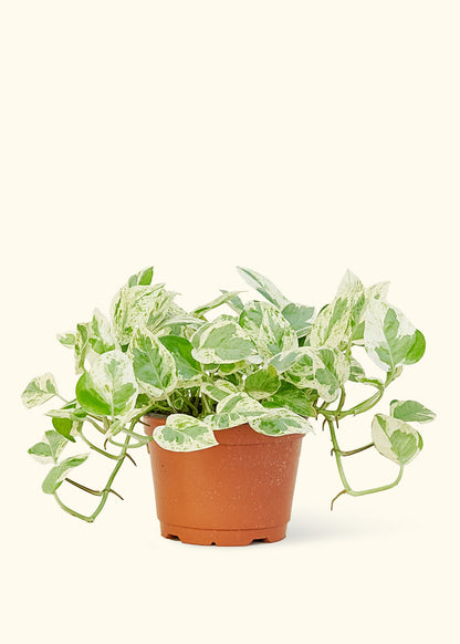 Pothos 'Perles et Jade', Moyen