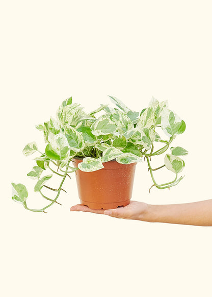 Pothos 'Perles et Jade', Moyen