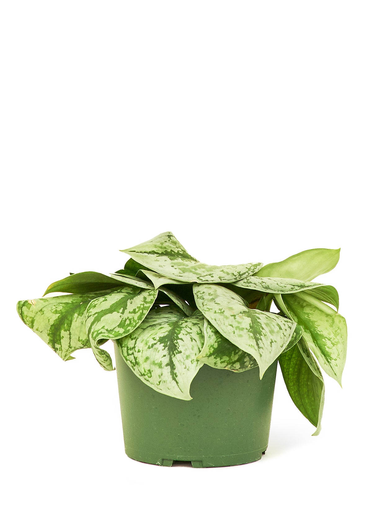 Pothos argenté 'Exotica', moyen