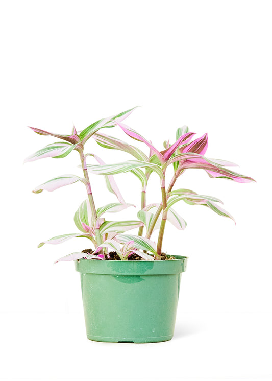 Tradescantia 'Nanouk', moyen