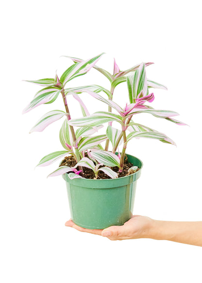 Tradescantia 'Nanouk', moyen