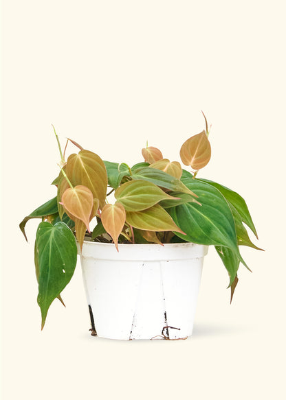 Philodendron à feuilles de velours, moyen