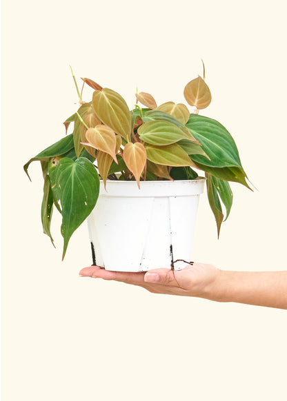 Philodendron à feuilles de velours, moyen