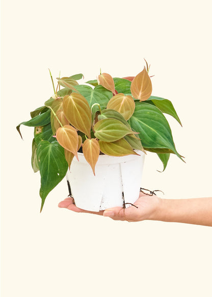 Philodendron à feuilles de velours, moyen