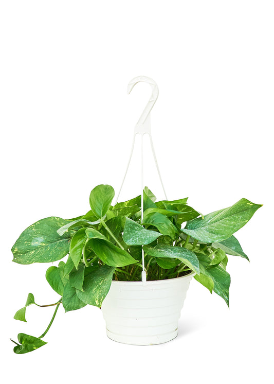 Pothos doré, grand