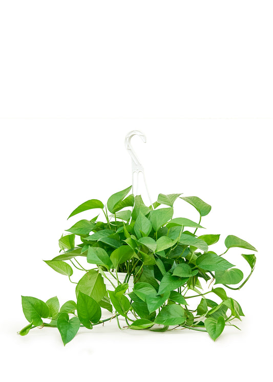 Pothos 'Jade', grand