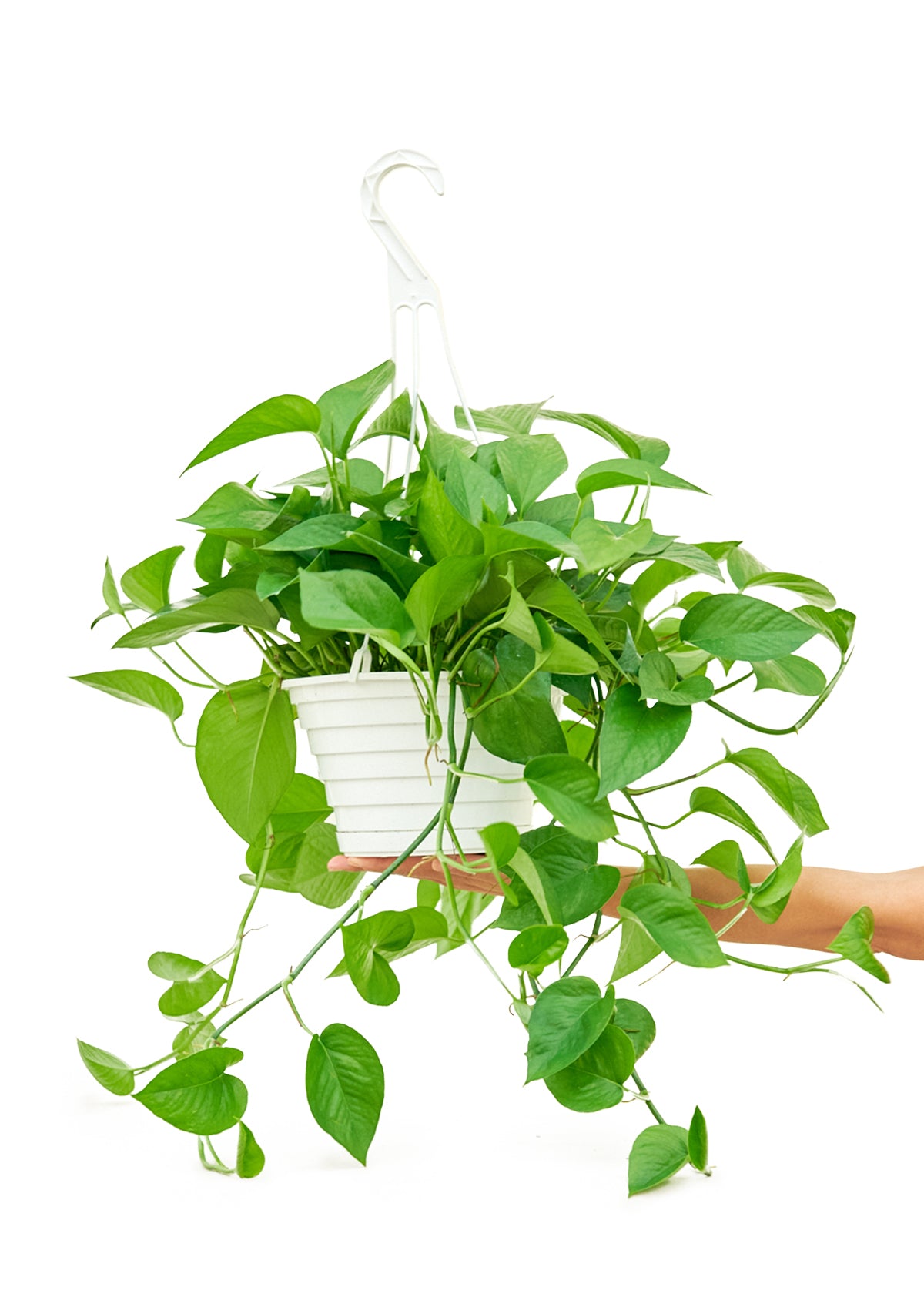 Pothos 'Jade', grand