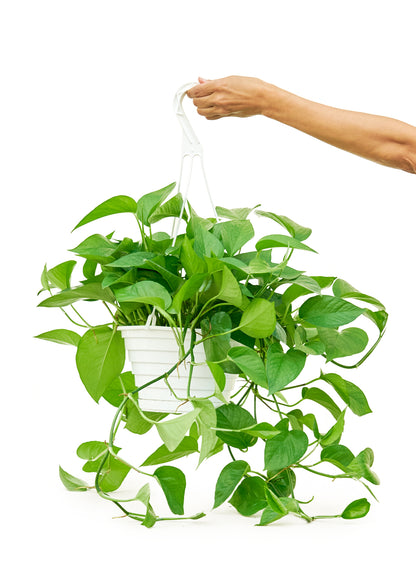 Pothos 'Jade', grand