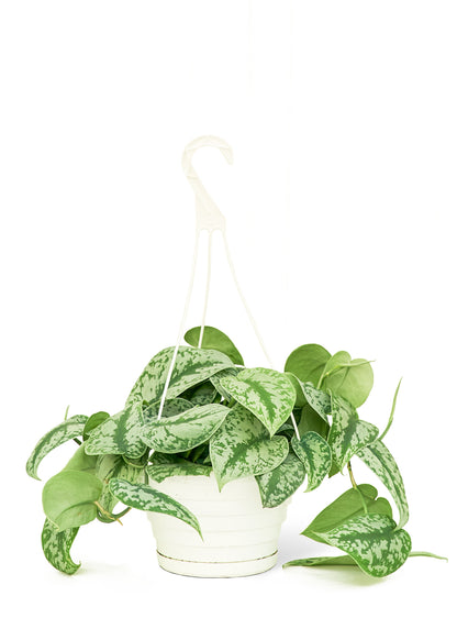 Pothos argenté 'Exotica', grand