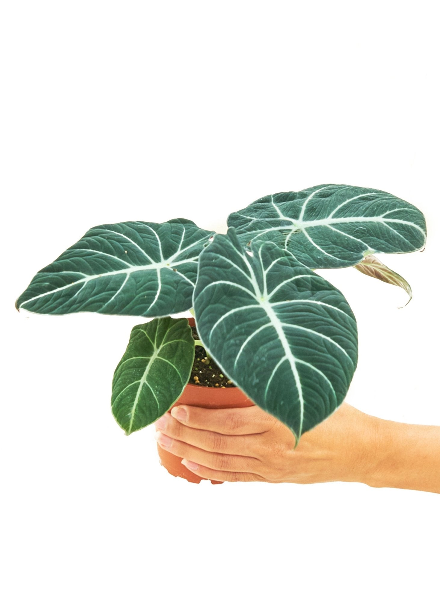 Alocasia 'Black Velvet', Small - Jaazi Intl