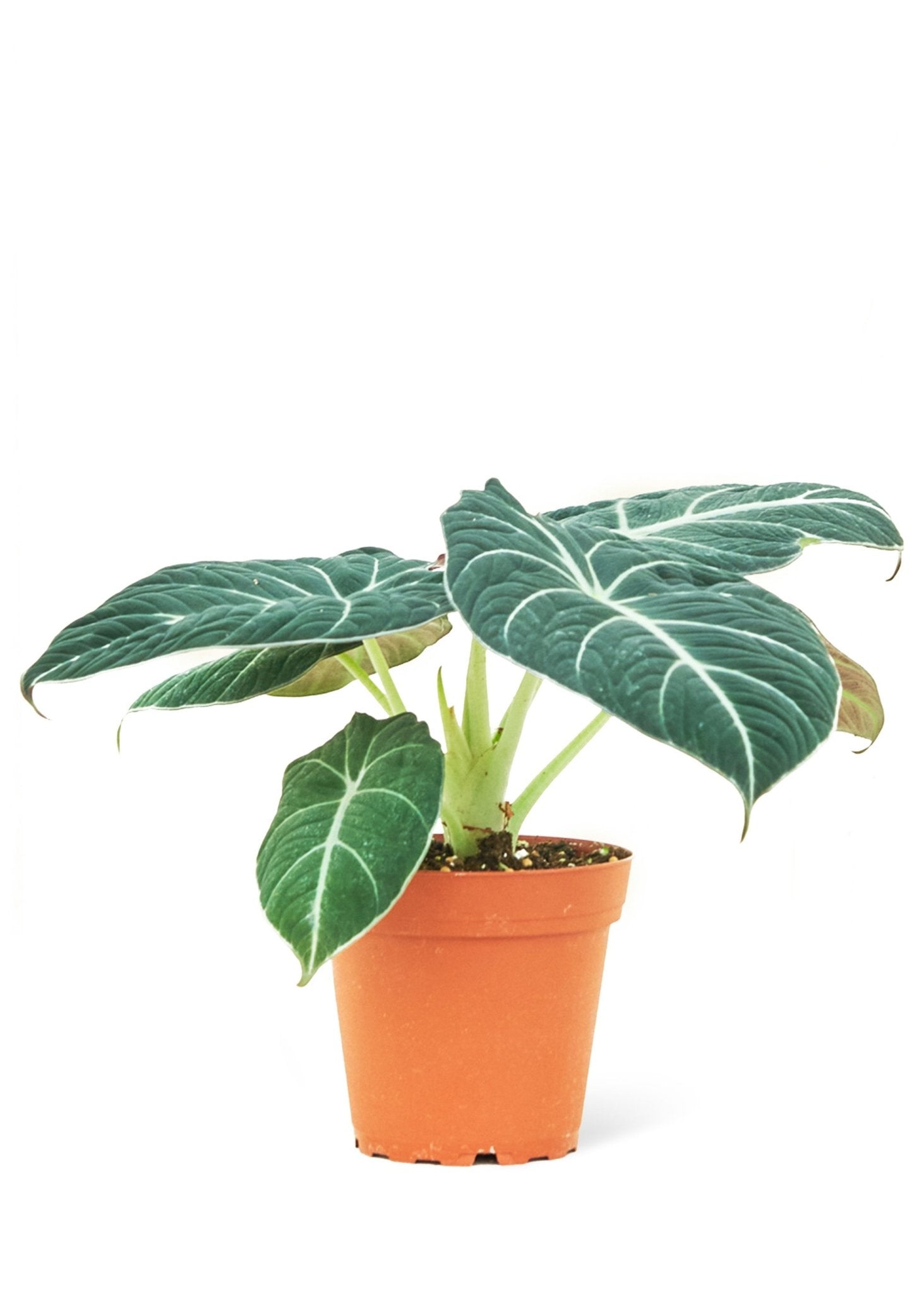 Alocasia 'Black Velvet', Small - Jaazi Intl