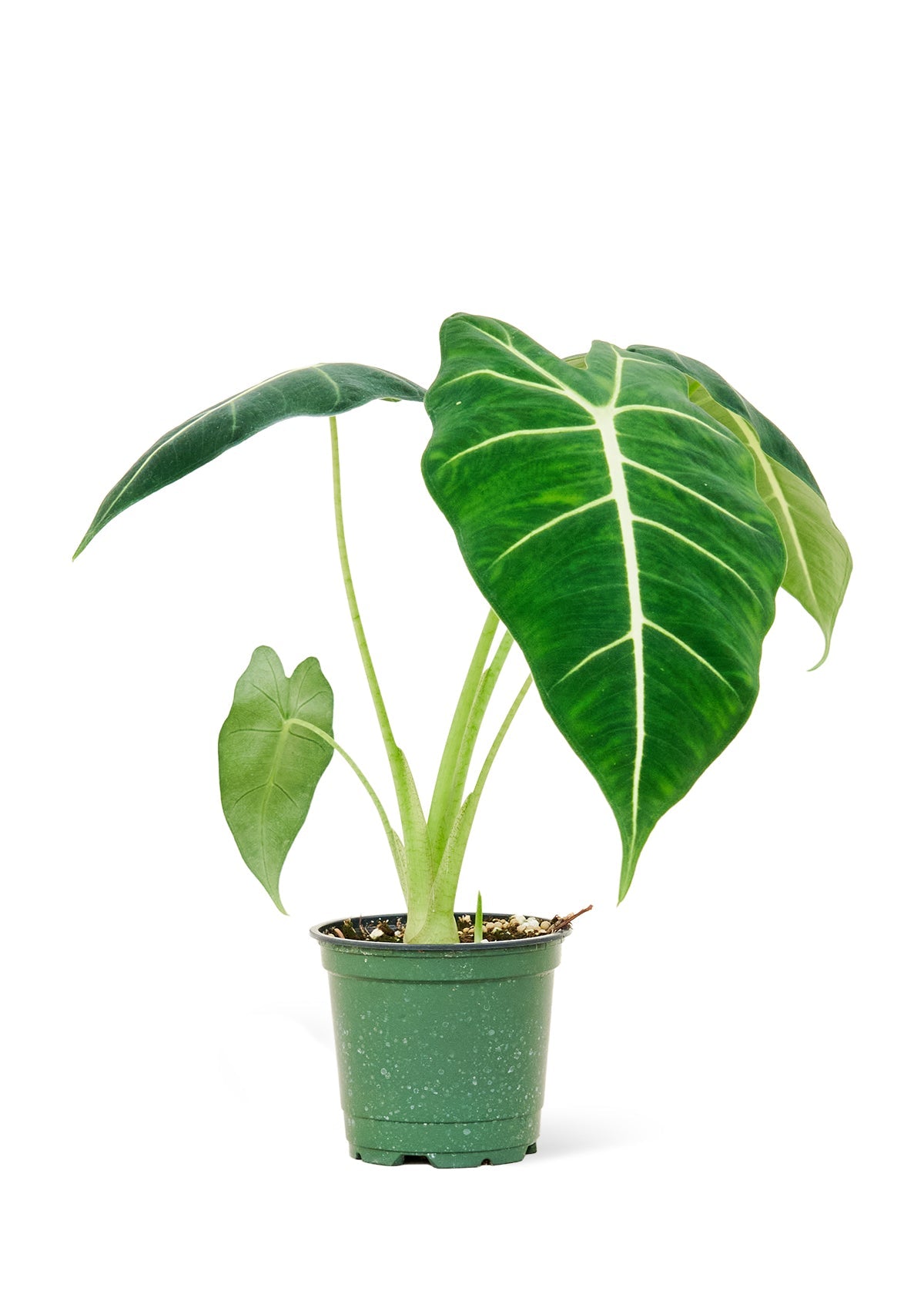 Alocasia 'Frydek', Small - Jaazi Intl