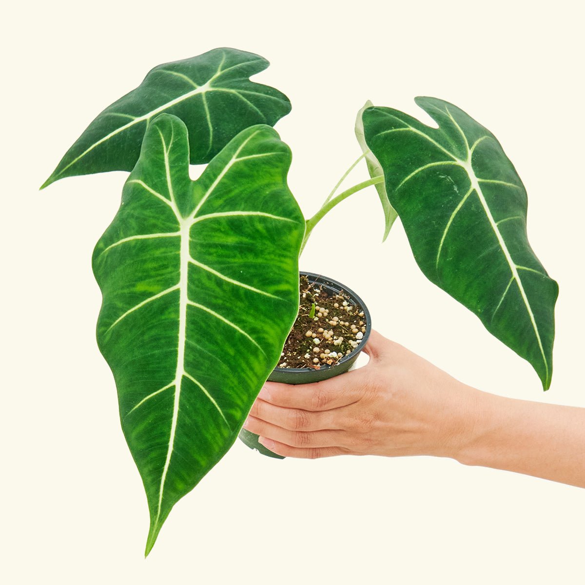 Alocasia 'Frydek', Small - Jaazi Intl