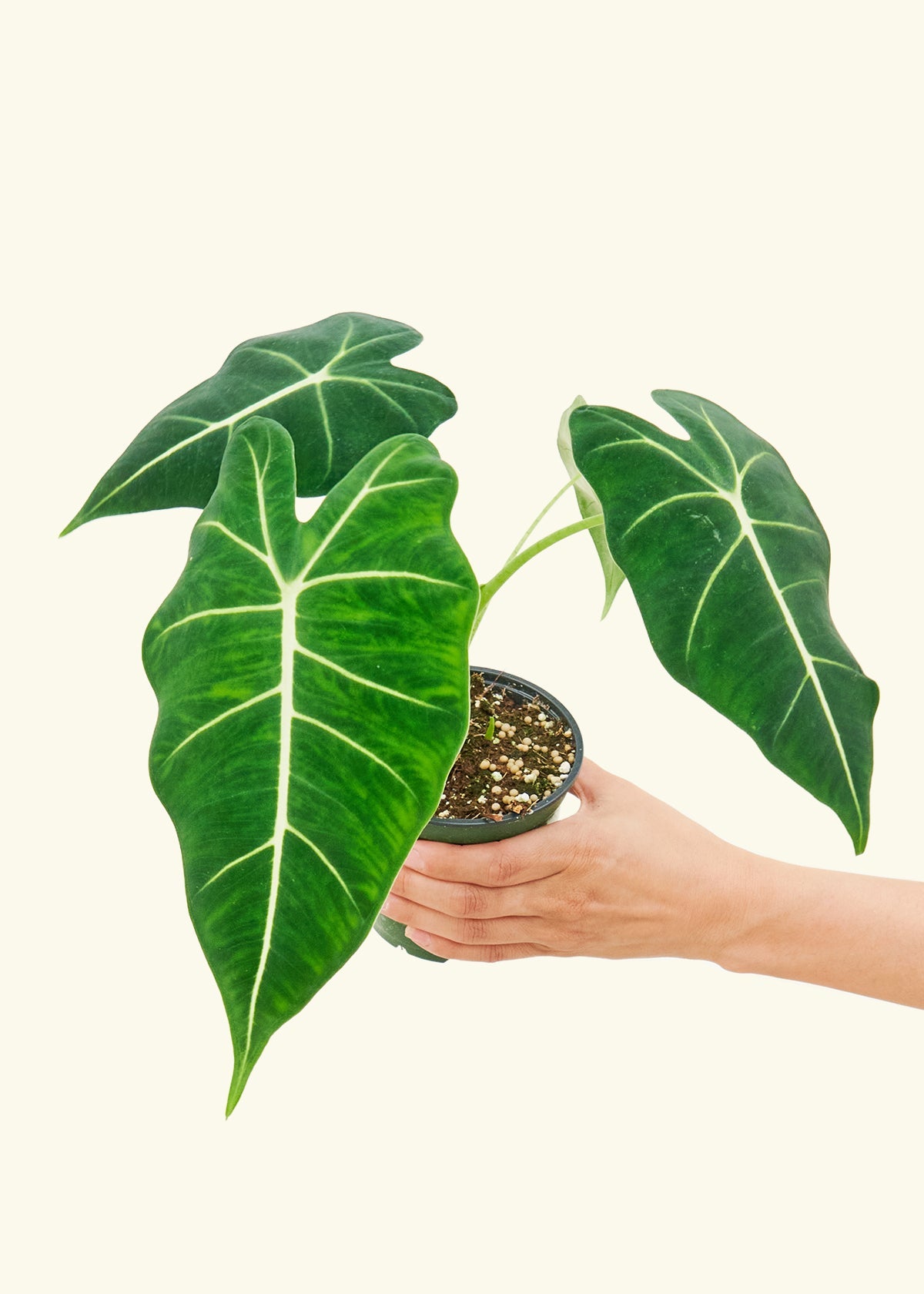 Alocasia 'Frydek', Small - Jaazi Intl