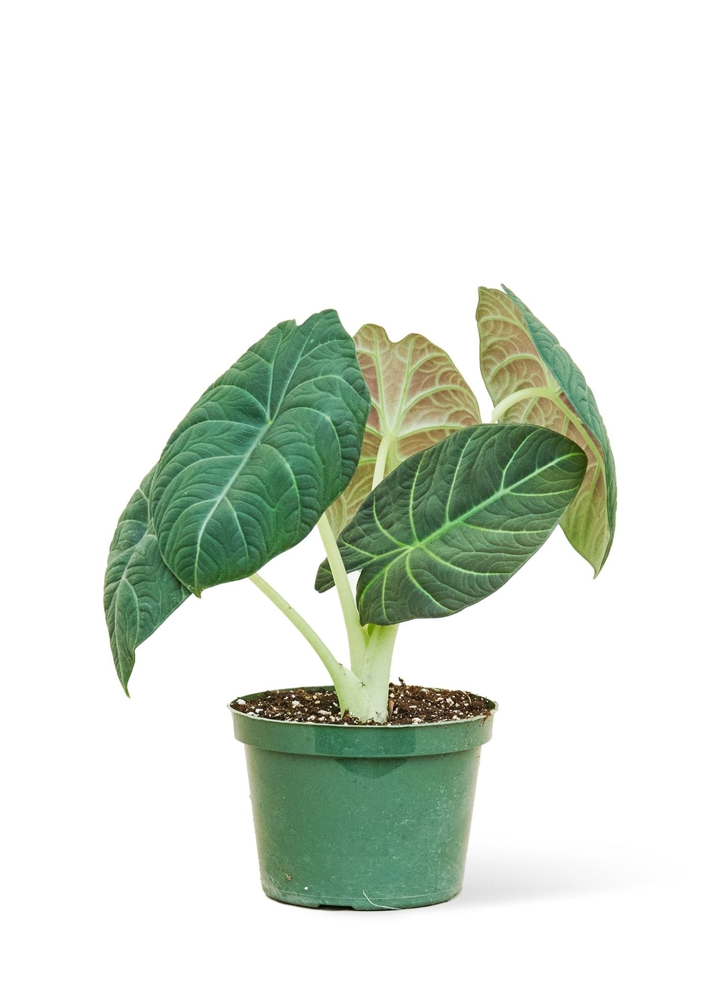 Alocasia 'Grey Dragon', Medium - Jaazi Intl