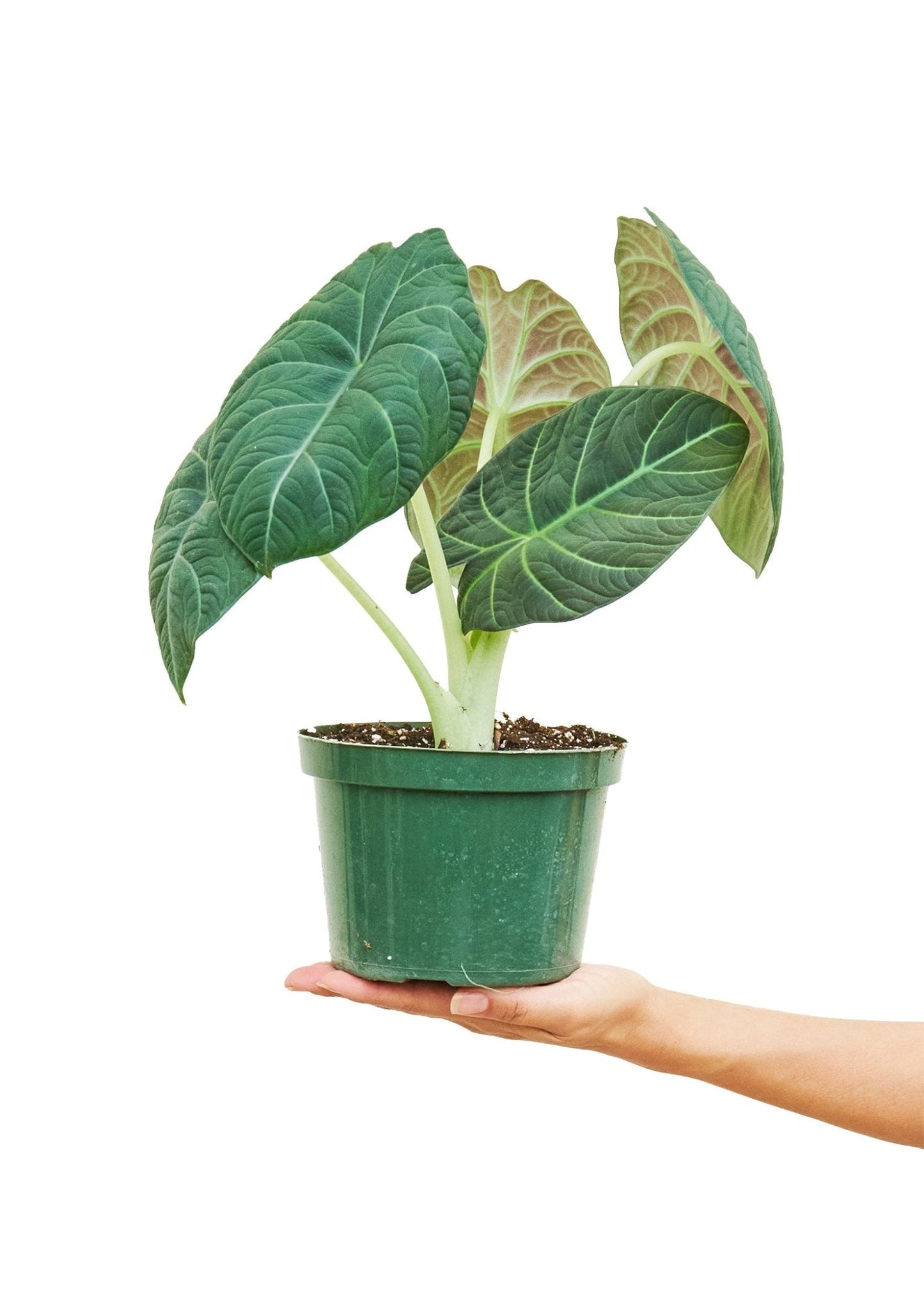 Alocasia 'Grey Dragon', Medium - Jaazi Intl