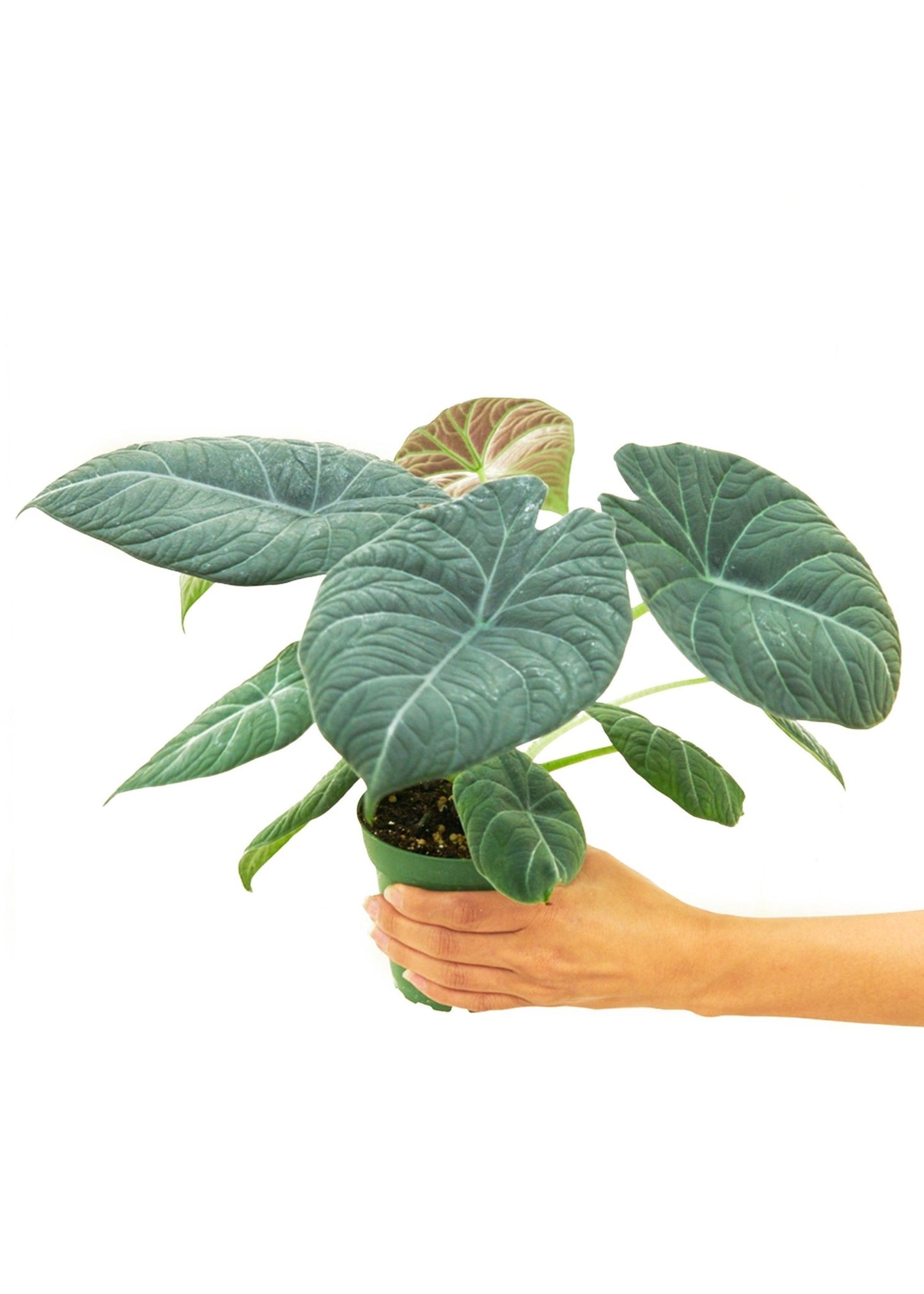 Alocasia 'Grey Dragon', Small - Jaazi Intl