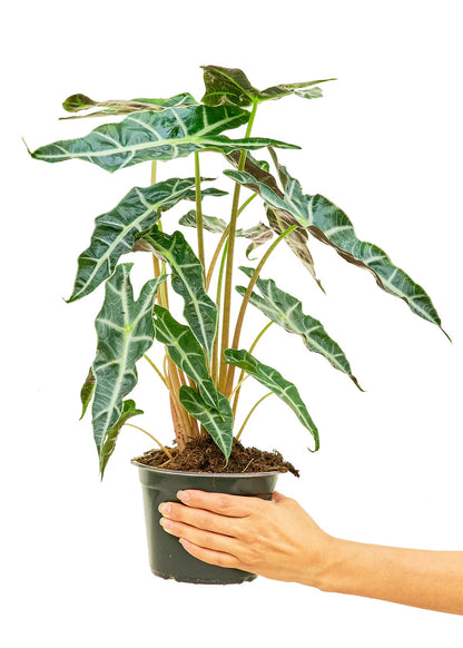 Alocasia 'Polly', Medium - Jaazi Intl