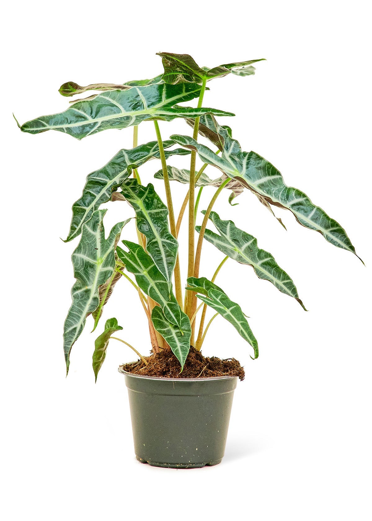 Alocasia 'Polly', Medium - Jaazi Intl