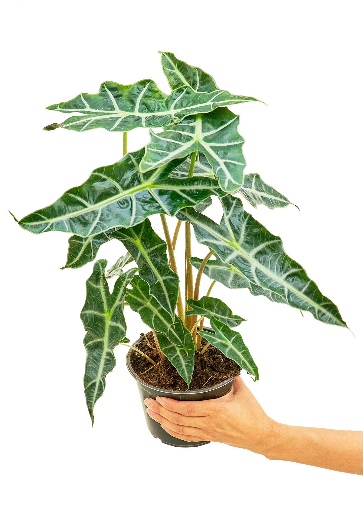 Alocasia 'Polly', Medium - Jaazi Intl