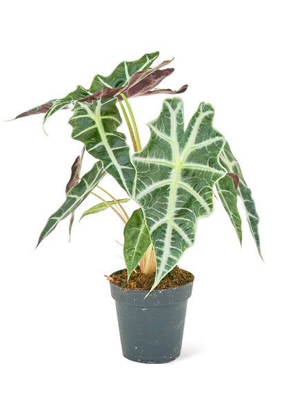 Alocasia 'Polly', Small - Jaazi Intl