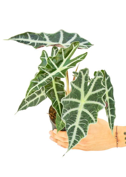 Alocasia 'Polly', Small - Jaazi Intl