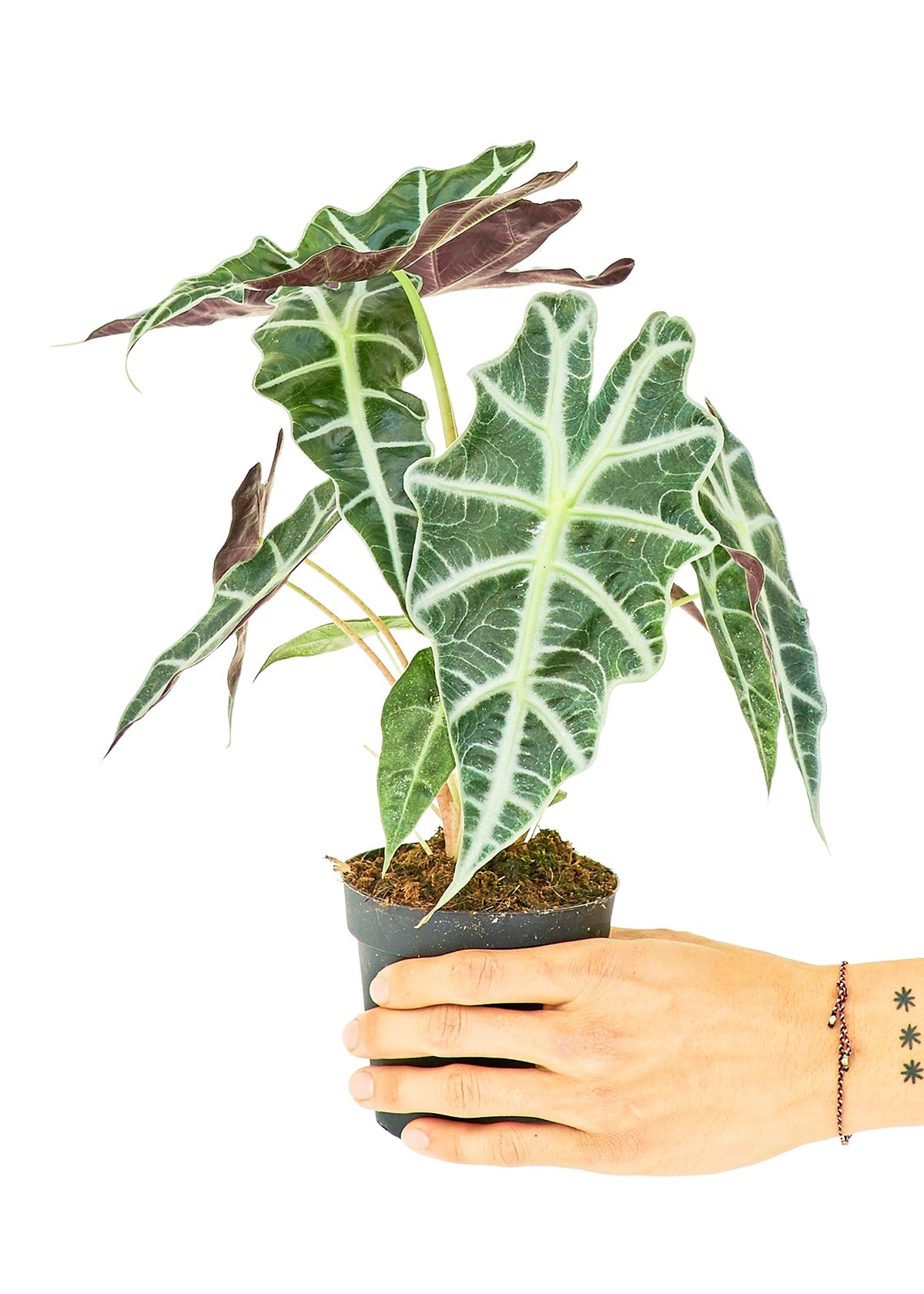 Alocasia 'Polly', Small - Jaazi Intl