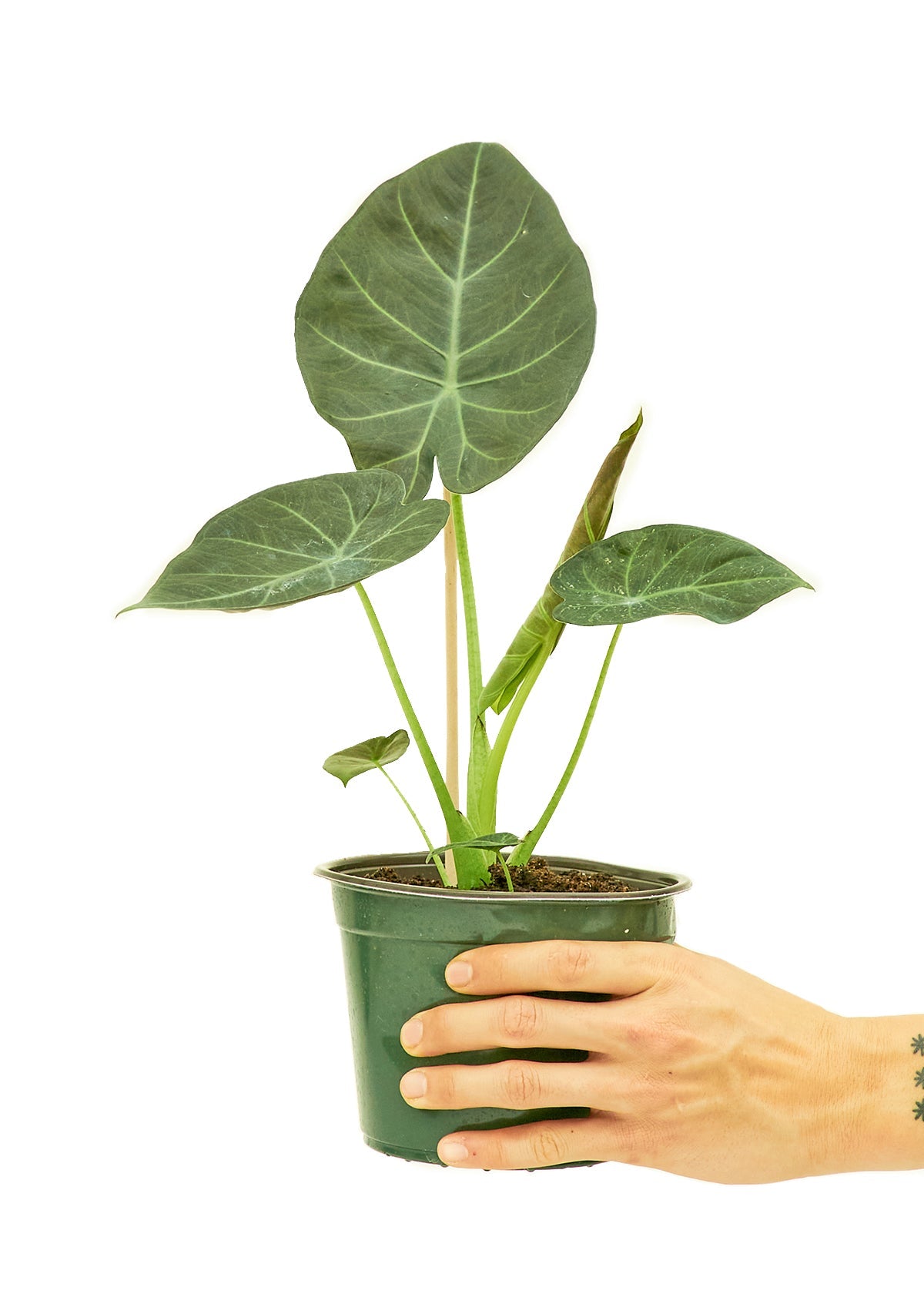 Alocasia 'Regal Shields', Medium - Jaazi Intl