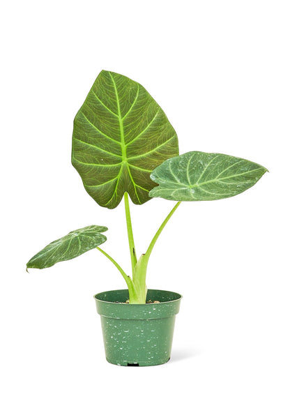 Alocasia 'Regal Shields', Small - Jaazi Intl