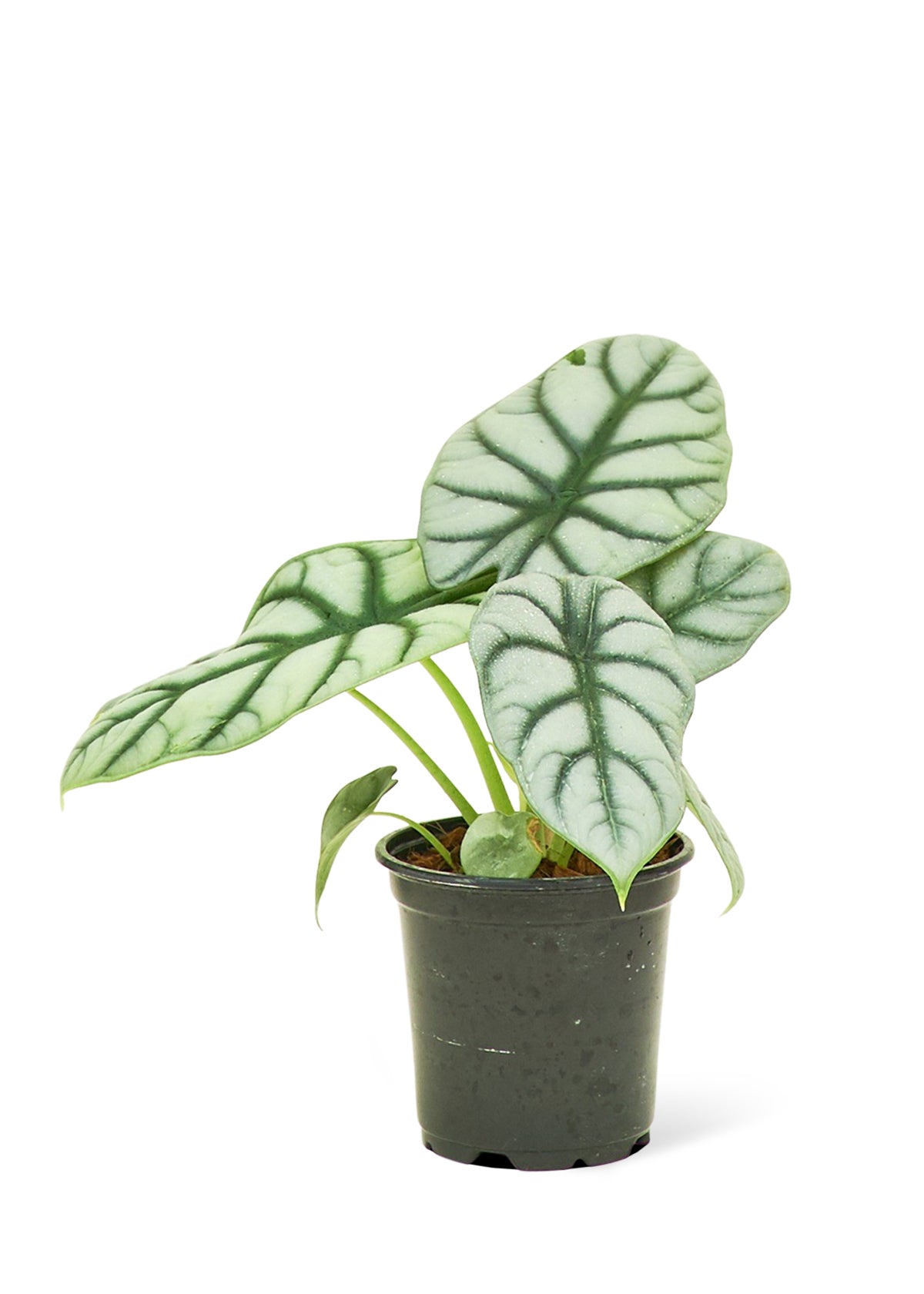 Alocasia 'Silver Dragon', Small - Jaazi Intl