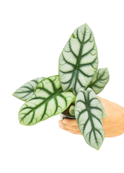 Alocasia 'Silver Dragon', Small - Jaazi Intl