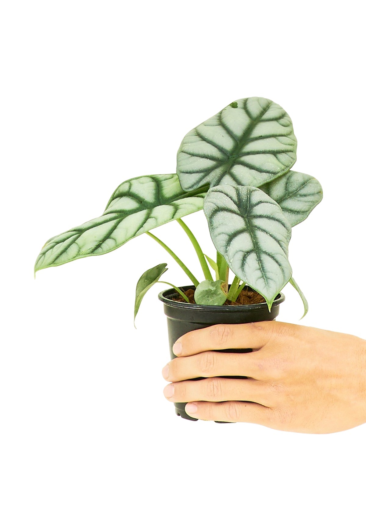 Alocasia 'Silver Dragon', Small - Jaazi Intl