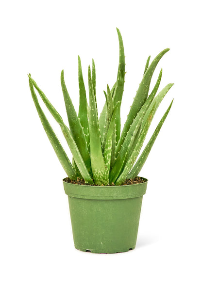 Aloe Vera, Medium - Jaazi Intl