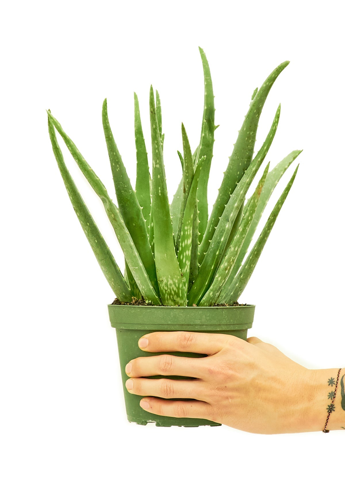 Aloe Vera, Medium - Jaazi Intl