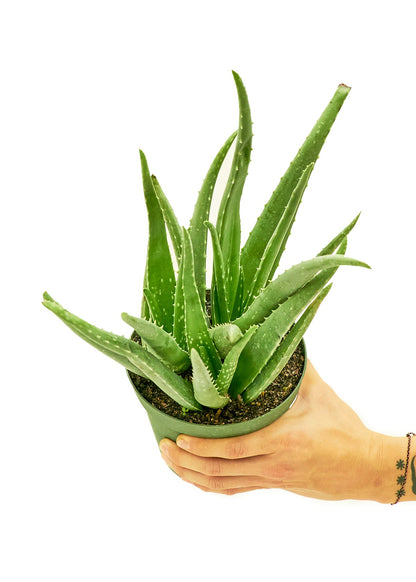 Aloe Vera, Medium - Jaazi Intl