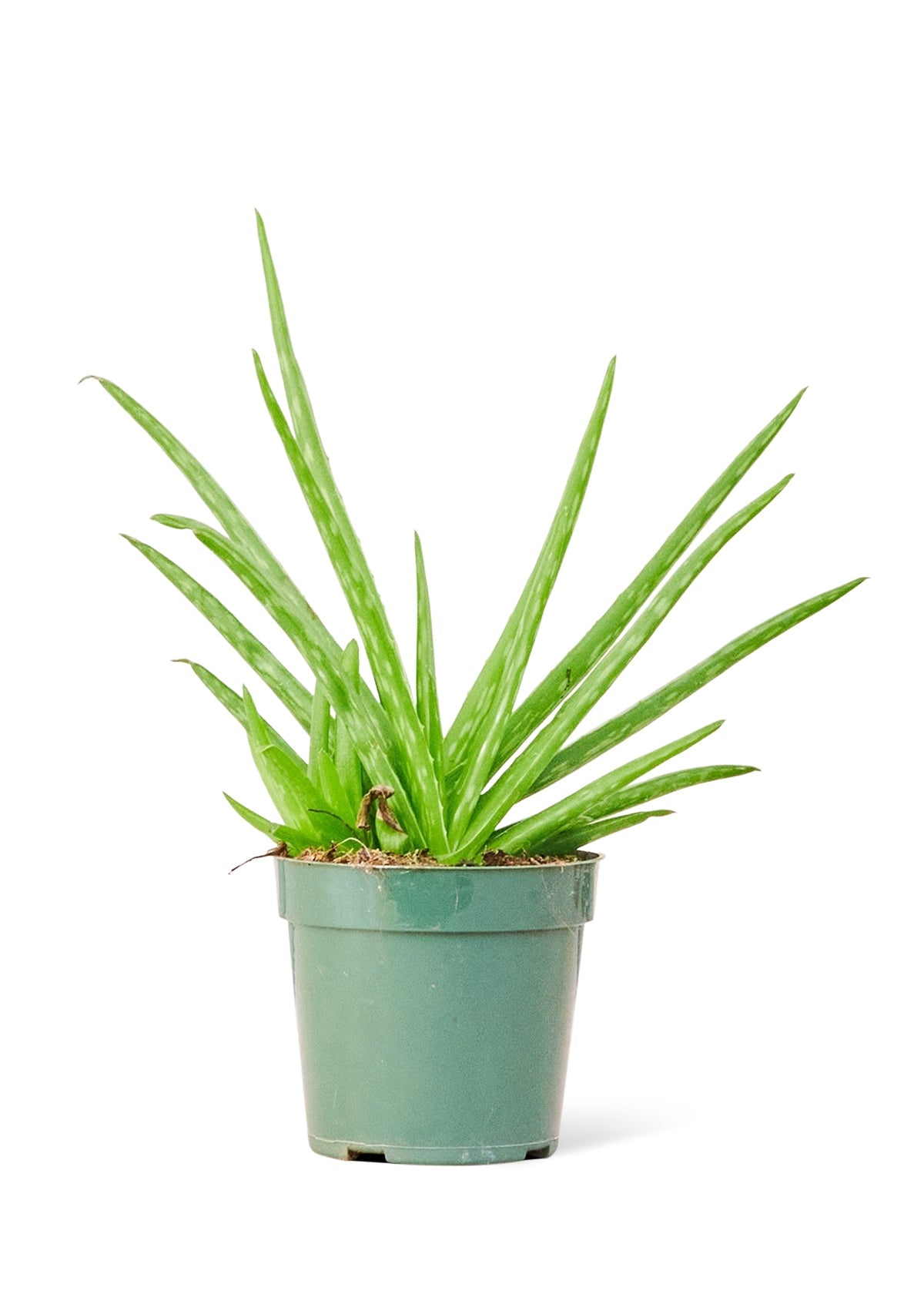 Aloe Vera, Small - Jaazi Intl