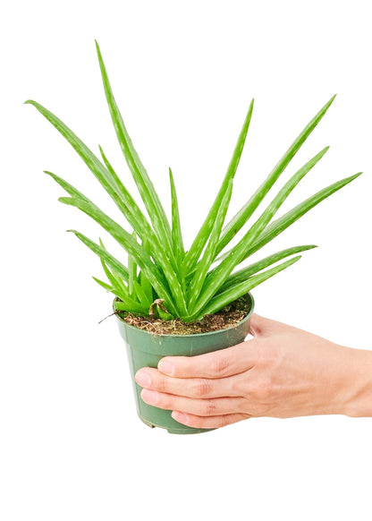 Aloe Vera, Small - Jaazi Intl