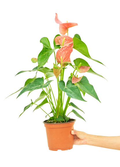 Anthurium 'Pink Flamingo', Medium - Jaazi Intl