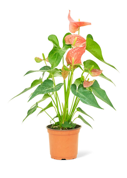 Anthurium 'Pink Flamingo', Medium - Jaazi Intl