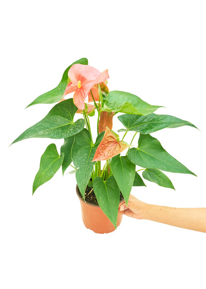 Anthurium 'Pink Flamingo', Medium - Jaazi Intl