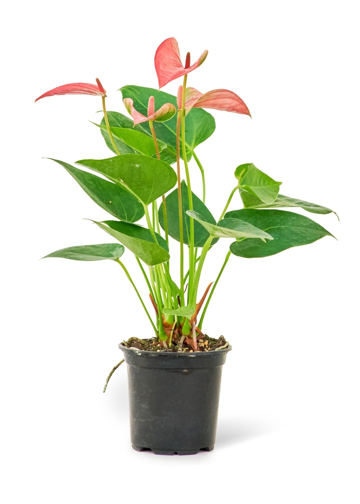 Anthurium 'Pink Flamingo', Small - Jaazi Intl