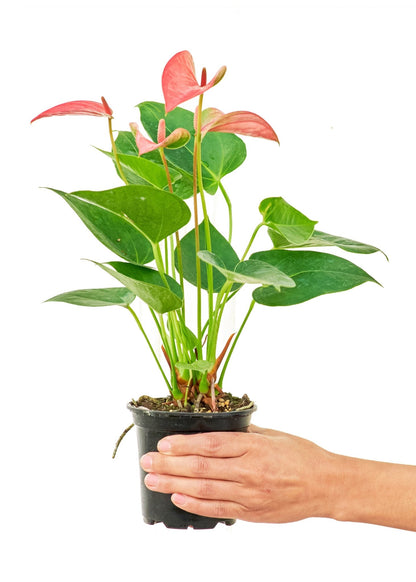 Anthurium 'Pink Flamingo', Small - Jaazi Intl