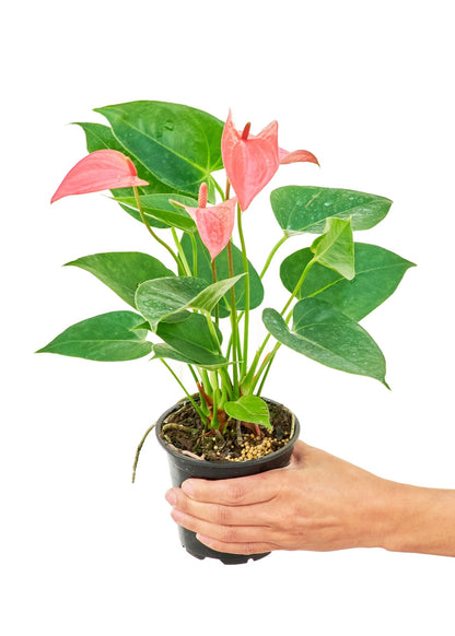 Anthurium 'Pink Flamingo', Small - Jaazi Intl