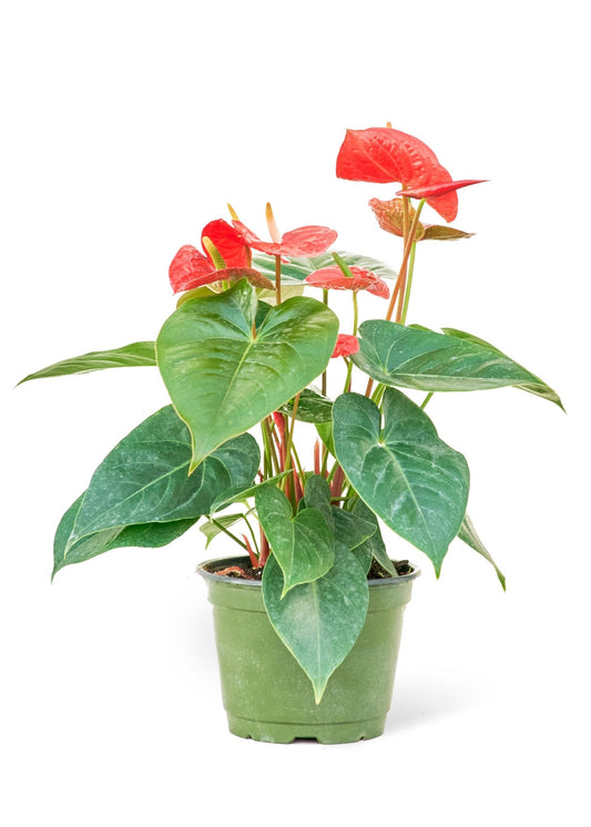 Anthurium 'Red Flamingo', Medium - Jaazi Intl