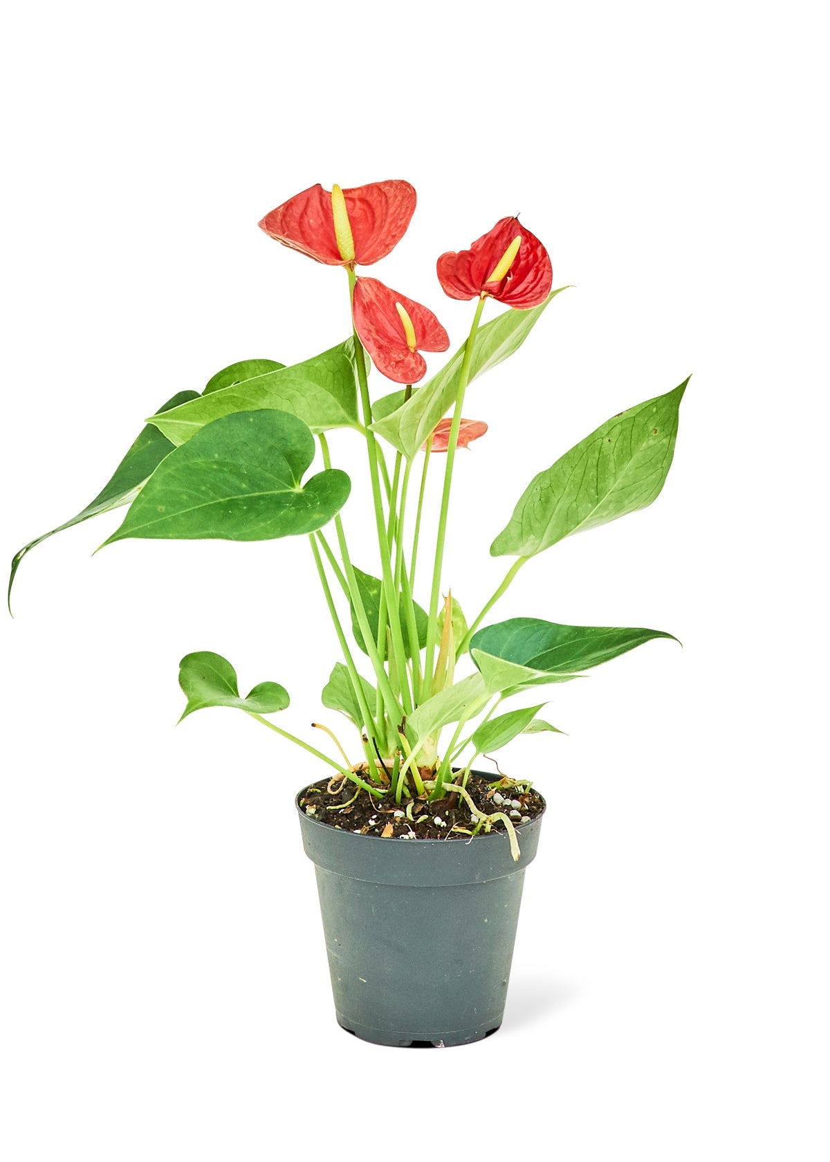 Anthurium 'Red Flamingo', Small - Jaazi Intl