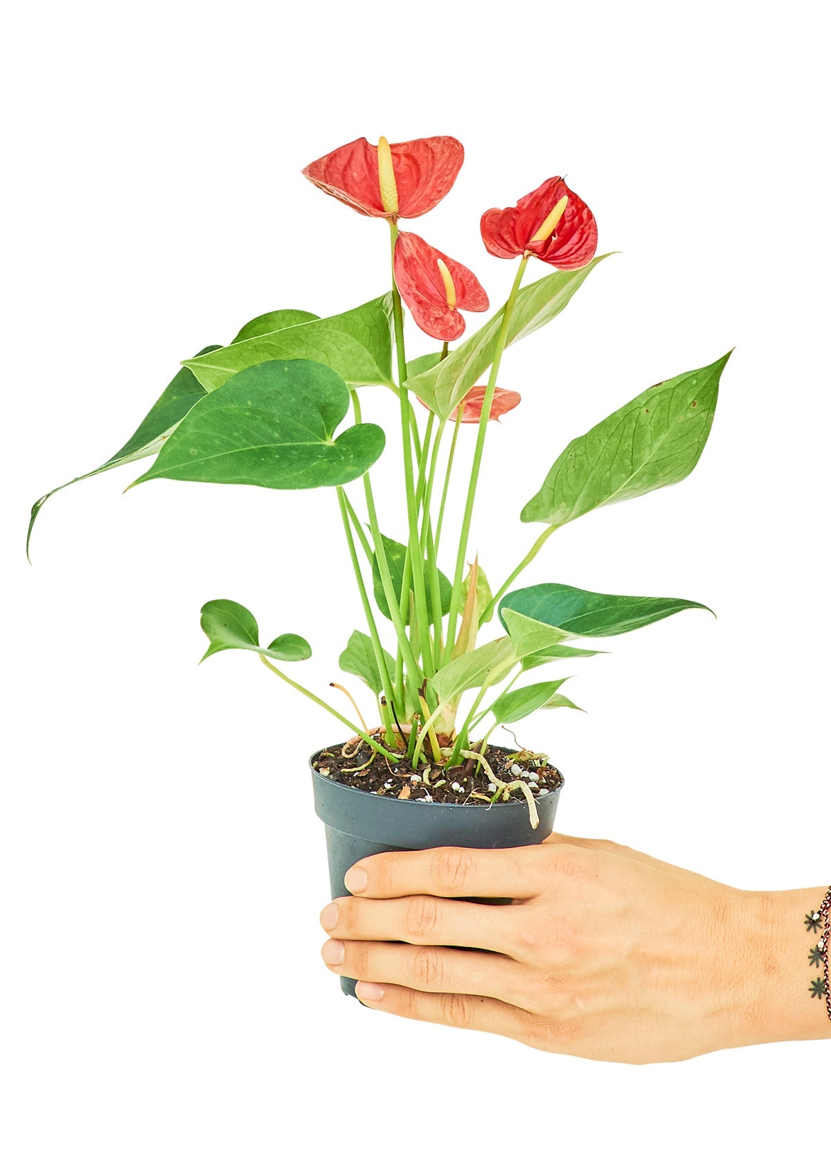 Anthurium 'Red Flamingo', Small - Jaazi Intl