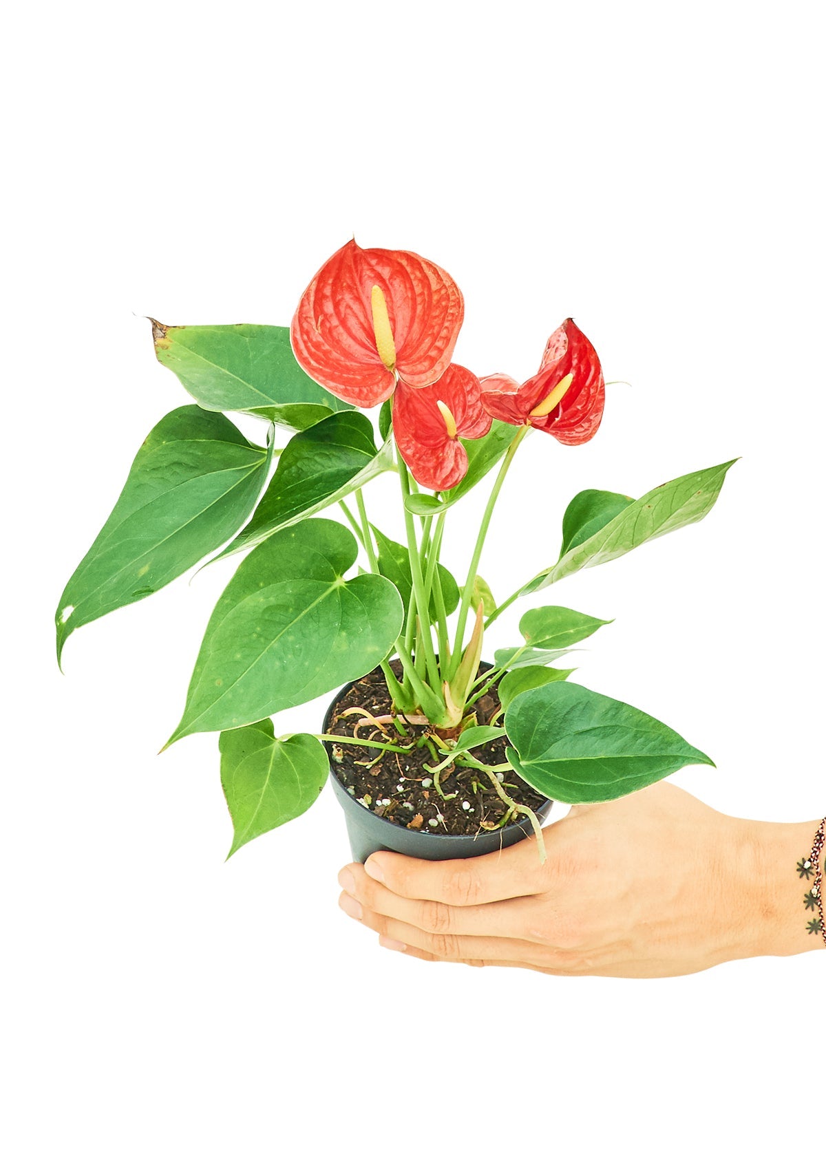 Anthurium 'Red Flamingo', Small - Jaazi Intl