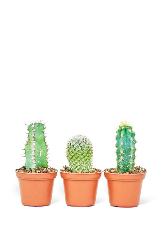 Baby Cactus Box, Extra Small - Jaazi Intl